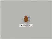 藏品(深山黃金龜)的圖片